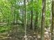 Natural wooded area with mature trees and a peaceful setting, offering privacy and tranquility at 4143 Tullock Creek Dr, Charlotte, NC 28269