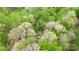 A scenic aerial view of the property surrounded by lush trees at 181 Canipe Rd, Dallas, NC 28034