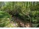 A serene view of a small creek surrounded by lush green vegetation at 1680 Ne 17Th Avenue Ct, Hickory, NC 28601