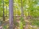 The backyard is a lush green space shaded with mature trees at 1241 Pitts Rd, Chester, SC 29706