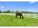 Pasture with a black horse grazing in a grassy field, set against a white fence at 15670 Bethel Avenue Ext, Midland, NC 28107