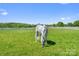 Picturesque pasture with a white horse grazing in a grassy field at 15670 Bethel Avenue Ext, Midland, NC 28107