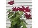 Beautiful close-up of vibrant red flowers with green leaves against a white exterior wall at 109 Wilson Acres Dr, Kings Mountain, NC 28086