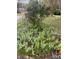 Lush greenery and flowering ground cover surrounds a mature rose bush at 109 Wilson Acres Dr, Kings Mountain, NC 28086