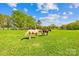 Horses graze in a green pasture under a blue sky with trees on the horizon at 4896 Pageland Hwy, Lancaster, SC 29720