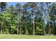 Lush green backyard with mature trees provides privacy and a natural setting at 6519 Pargo Rd, Charlotte, NC 28216