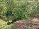 This serene wooded area has a small creek meandering through the foliage at 295 Green Meadows Dr, Taylorsville, NC 28681