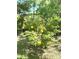 A vibrant rose bush displays its bright yellow blooms in a well-maintained yard at 6212 Sunset Cir, Charlotte, NC 28216