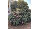 Beautiful landscaping with a large rhododendron bush adding charm to the home's exterior at 901 Ridge St, Albemarle, NC 28001