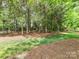 Secluded wooded backyard with mature trees and natural foliage for privacy and a peaceful retreat at 825 Hudson Pl, Davidson, NC 28036