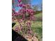 Blooming tree in backyard landscaping with manicured lawn at 205 Commodore Ct, Belmont, NC 28012