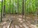 A dense forest with slender trees covers the landscape, offering a tranquil and natural setting at 3519 Weddington Oaks Dr, Matthews, NC 28104