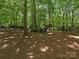 Tranquil backyard view featuring towering trees and two Adirondack chairs on a bed of pine straw at 5935 Winburn Ln, Charlotte, NC 28226