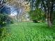 Overgrown yard with trees and green vegetation surrounding a house at 6000 S Main St, Salisbury, NC 28147