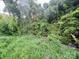 Overgrown yard with green vegetation at 6000 S Main St, Salisbury, NC 28147