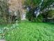 Overgrown yard with green vegetation and trees at 6000 S Main St, Salisbury, NC 28147