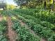 Backyard garden featuring rows of planted crops at 14131 Lucia Riverbend Hwy, Mount Holly, NC 28120
