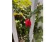 Gorgeous single rose along a traditional white fence at 143 Ezra Rd, Kings Mountain, NC 28086