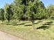 Expansive yard featuring rows of young trees, offering a peaceful and serene outdoor space at 2724 Peachtree Rd, Statesville, NC 28625