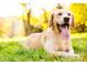 A happy golden lab lies on the grass outside at 120 Millstream Dr, China Grove, NC 28023