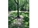 Expansive backyard with mature trees, offering a serene and private outdoor space at 1889 Oak Hollow Rd, Gastonia, NC 28054