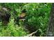 Scenic creek surrounded by vibrant green foliage at 6454 Sain Milling Rd, Vale, NC 28168