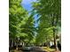 Charming street view lined with mature trees, creating a picturesque and inviting neighborhood setting at 240 Faust Rd, Davidson, NC 28036