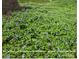 Photo demonstrates the potential growth of planted bulbs in the yard at 9066 Tulagi Ct, Tega Cay, SC 29708
