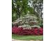 Lush front yard featuring a mature dogwood tree and vibrant azaleas at 3804 Bellingham Ln, Charlotte, NC 28215
