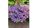 Vibrant pink azalea bushes add beauty to the landscape and highlight the well-maintained grounds at 101 Keswick Ln, Mooresville, NC 28117