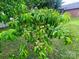Lush backyard featuring a peach tree, green grass, and brick home exterior at 601 Scottsbrook Dr, Charlotte, NC 28213