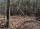 Wooded land featuring mature trees and natural ground cover, perfect for nature enthusiasts and outdoor activities at 1905-A Bechtler Rd, Edgemoor, SC 29712