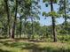 Scenic view of land with lush trees and greenery, creating a tranquil and private setting at 1820 Trinity Church Rd, Monroe, NC 28112
