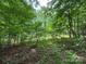 Scenic backyard featuring a view of dense woods at 455 Running Brook Rd, Midland, NC 28107