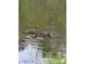 Image of a mother duck swimming in a serene pond, surrounded by adorable ducklings at 3133 English Sparrow Ln, Charlotte, NC 28210