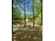 Scenic view of a tranquil pond with a fountain, surrounded by lush greenery and mature trees at 3133 English Sparrow Ln, Charlotte, NC 28210