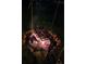 Backyard firepit with cooking grate and roaring fire at 16134 Tinura Ct # 134, Tega Cay, SC 29708