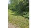 Lush green yard bordered by mature trees and dense foliage at 621 Benton St, Monroe, NC 28110