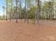 Natural backyard featuring mature trees and a blanket of pine straw, creating a serene and private outdoor space at 2954 Holbrook Rd, Fort Mill, SC 29715