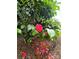 Beautiful red camellia bush with lush green foliage and fallen petals at 414 Fulton Dr, Kings Mountain, NC 28086