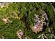 This aerial view shows a densely wooded lot with a serene pond feature at 6516 Sharon Hills Rd, Charlotte, NC 28210