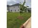 Spacious backyard with lush green grass and a newly planted tree at 704 Robert Moses Dr # 121, Gastonia, NC 28056