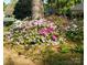 A beautiful array of azaleas growing in the front garden at 4315 Chandworth Rd, Charlotte, NC 28210