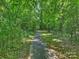 Peaceful outdoor path surrounded by vibrant greenery and trees, perfect for a nature walk at 2129 Halford Pl, Charlotte, NC 28211