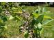 Close-up of blueberry plant with berries ripening in the sun, showing healthy green leaves and fruit production at 1687 Windy Hill Ln, Great Falls, SC 29055