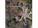 Aerial view of homes located on a cul-de-sac, surrounded by trees and lush greenery in a neighborhood at 1921 Notchwood Ct, Clover, SC 29710