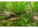 Picturesque creek flowing through a lush, wooded area with natural rock formations and vibrant greenery at 3387 Passmore Rd, Rock Hill, SC 29730