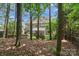 Secluded backyard with mature trees providing privacy to the home's outdoor spaces at 15247 Prescott Hill Ave, Charlotte, NC 28277