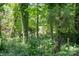 Lush backyard with a vibrant green landscape of mature trees and undergrowth at 218 Kingsway Cir, Charlotte, NC 28214