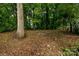 Large backyard with mature trees at 2905 Grimes St, Charlotte, NC 28206